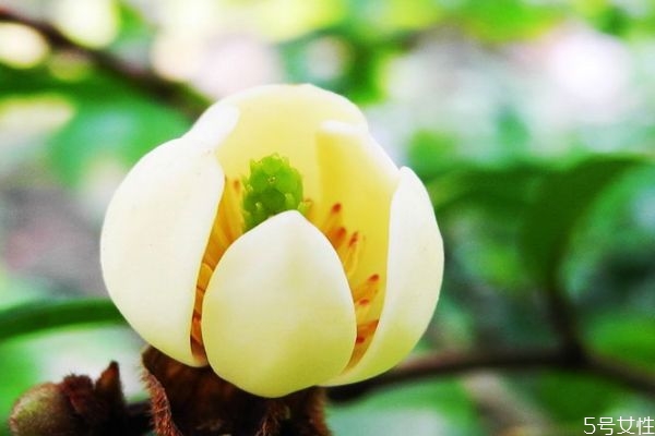 含笑花生長環境是怎么樣的呢 含笑花主要分布在哪里呢