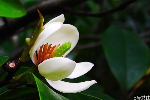 含笑花生長環境是怎么樣的呢 含笑花主要分布在哪里呢