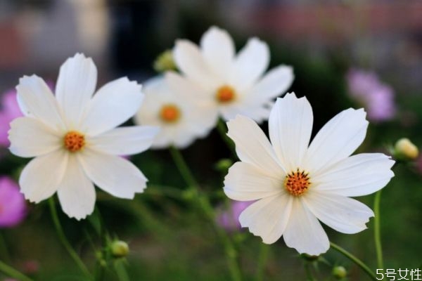 波斯菊的花語是什么呢 波斯菊的花期是什么時(shí)候呢