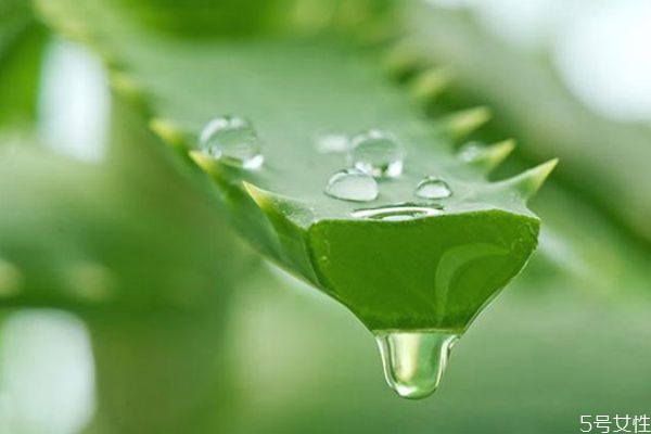 蘆薈膠擦臉發緊正常嗎 蘆薈膠有什么好處
