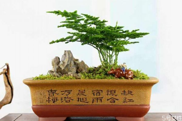 什么是文竹呢 文竹養在家里有什么好處呢