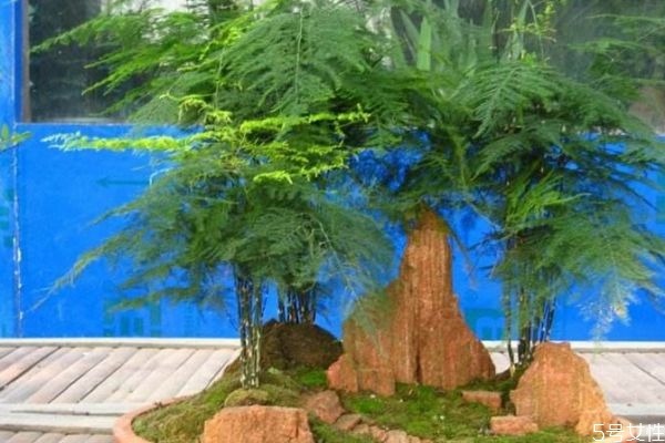 什么是文竹呢 文竹養在家里有什么好處呢