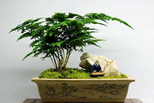 什么是文竹呢 文竹養在家里有什么好處呢