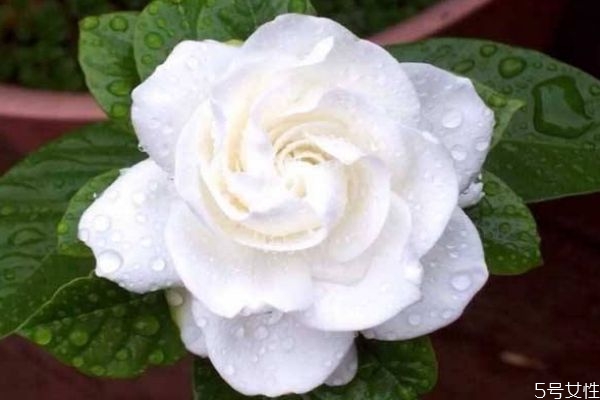 水橫枝的花語是什么呢 水橫枝應該怎么種植呢