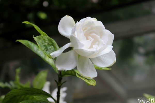 水橫枝的花語是什么呢 水橫枝應該怎么種植呢