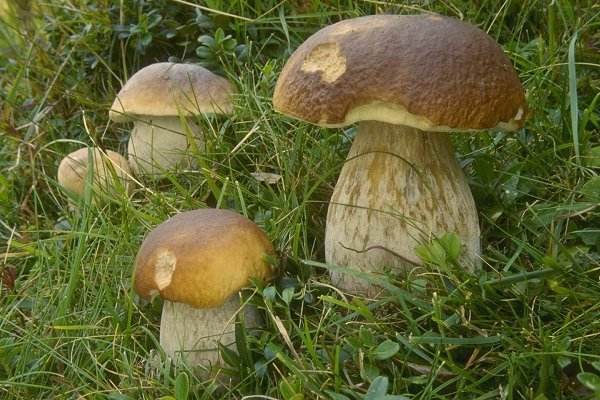 口蘑菇發黑了還能吃嗎 口蘑菇怎么保存不變黑