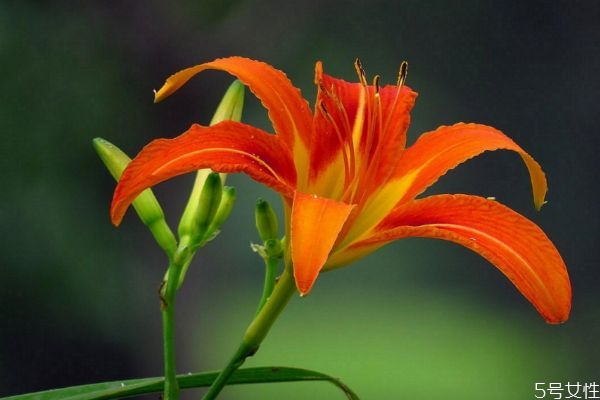 萱草的花語(yǔ)是什么呢 萱草種植需要注意什么呢