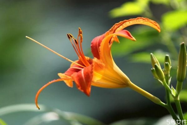 萱草的花語(yǔ)是什么呢 萱草種植需要注意什么呢