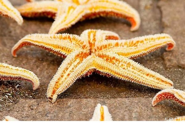 海星可以吃嗎 海星有什么營養價值呢