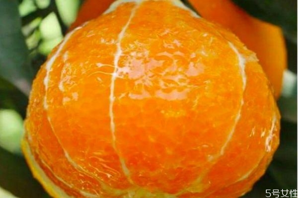 愛媛38號是橘子還是橙子 愛媛38號的營養價值