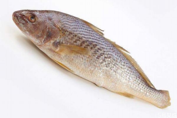 什么是黃姑魚呢 黃姑魚有什么營養價值呢