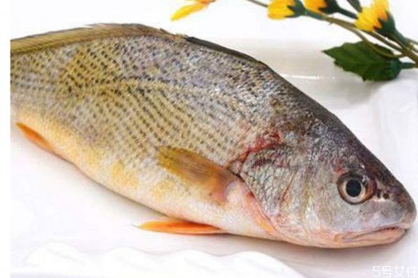 什么是黃姑魚呢 黃姑魚有什么營養價值呢