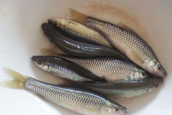 什么是麥穗魚呢 麥穗魚有什么營養價值呢