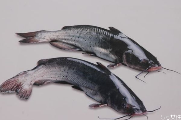 什么是淮王魚呢 淮王魚有什么營養價值呢