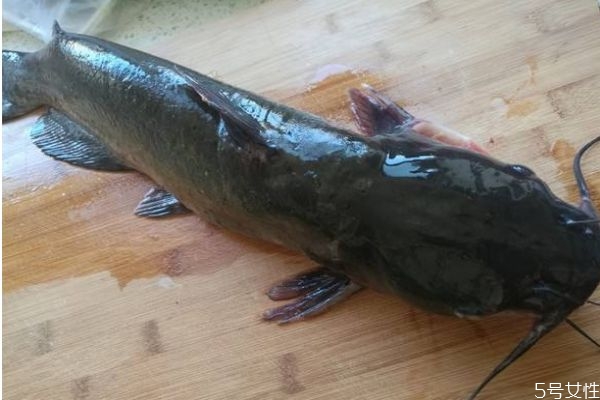 什么是淮王魚呢 淮王魚有什么營養價值呢