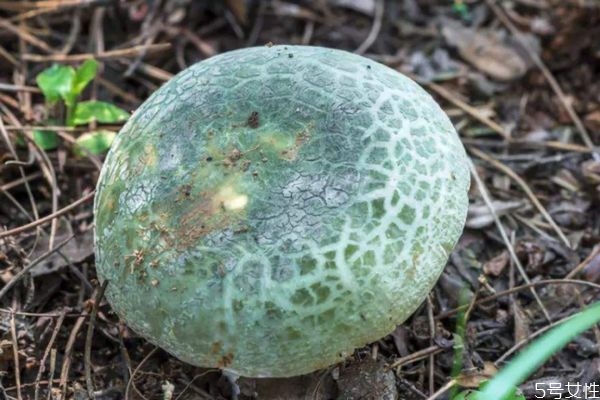 什么是青頭菌呢 青頭菌有什么營養價值呢