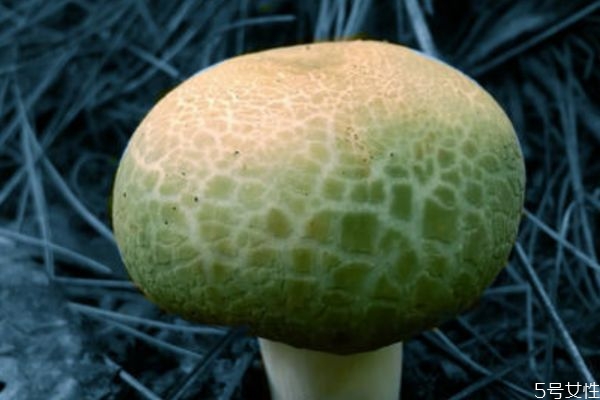 什么是青頭菌呢 青頭菌有什么營養價值呢