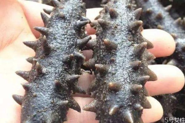 海參可以經常是嗎 海參一次吃多少合適呢