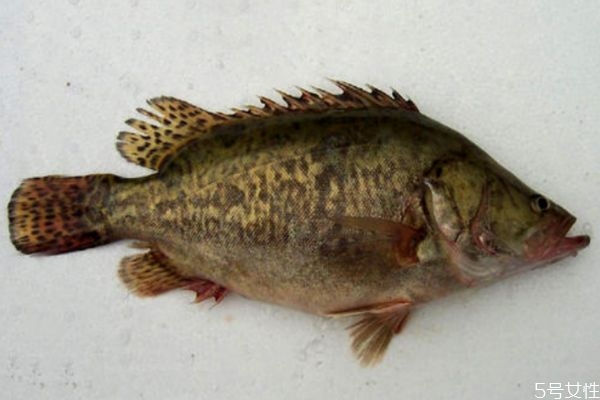 什么是桂花魚呢 桂花魚有什么營養價值呢