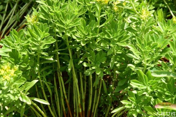 什么是救心菜呢 救心菜有什么營養埃價值呢