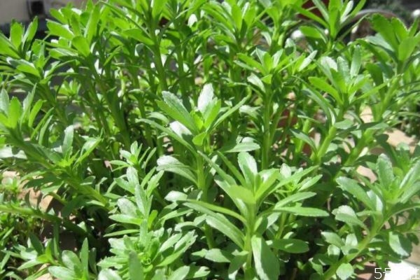 什么是救心菜呢 救心菜有什么營養埃價值呢