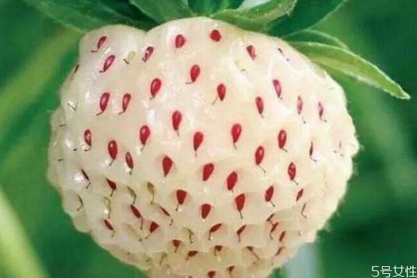 什么是菠蘿莓呢 菠蘿莓有什么營養價值呢