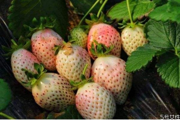 什么是菠蘿莓呢 菠蘿莓有什么營養價值呢