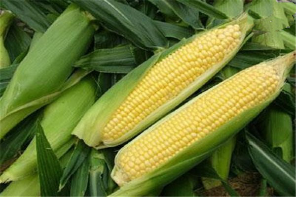 吃玉米的最佳時間 玉米粒可以煮面條嗎
