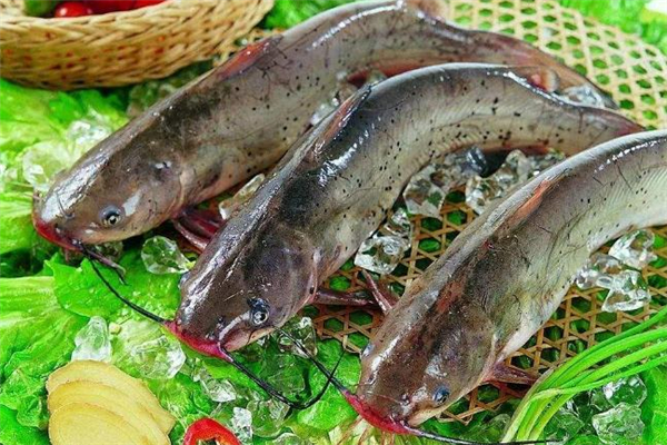 清江魚和鯰魚的區別 清江魚和鯰魚哪個好吃