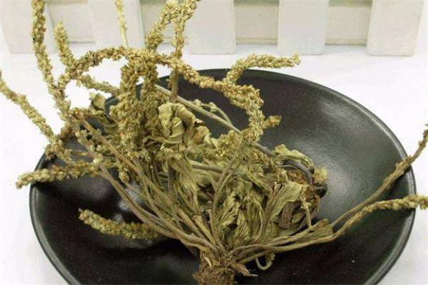 車前草干的和濕的有什么區別 車前草怎么曬干
