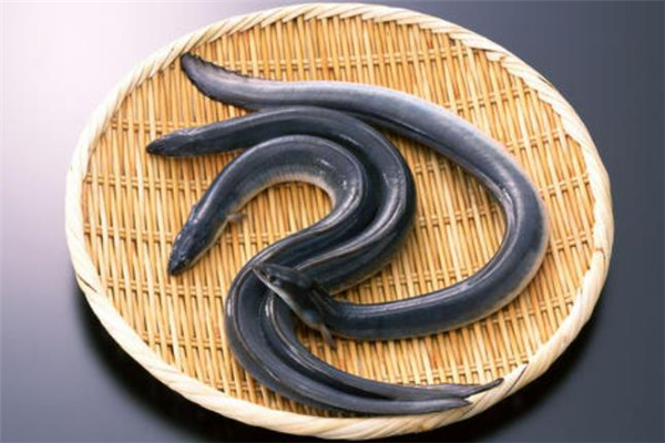 海鰻魚(yú)是什么 海鰻魚(yú)怎么做好吃