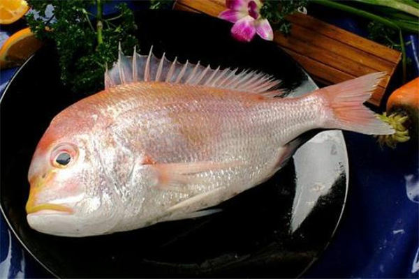 加吉魚的功效與作用 加吉魚的營養價值