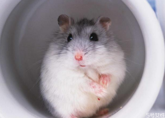 學生適合養什么倉鼠 不同倉鼠的飼養環境