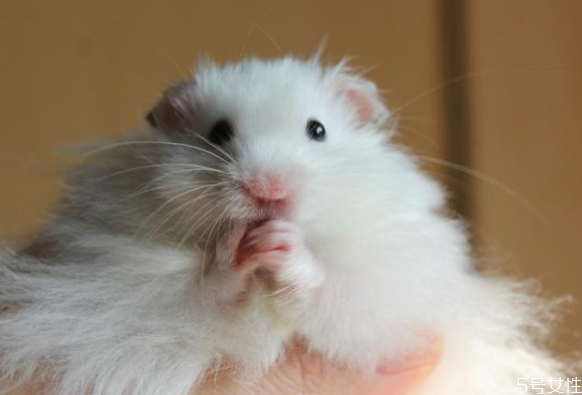 學生適合養什么倉鼠 不同倉鼠的飼養環境