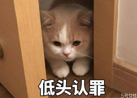 貓的道歉方式 貓咪認(rèn)錯(cuò)的表現(xiàn)