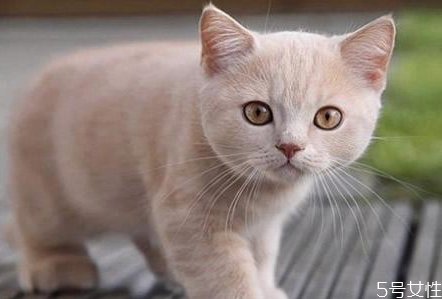 貓咪假孕什么癥狀 貓咪假孕和真孕區別