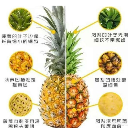 菠蘿和鳳梨怎么區分 菠蘿和鳳梨有什么區別一張圖片告訴你