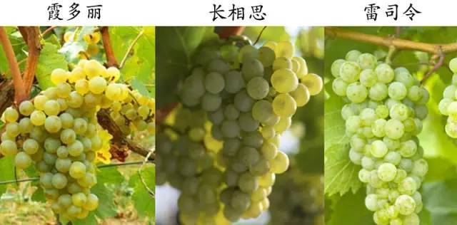 霞多麗和雷司令的區別 霞多麗和長相思的區別