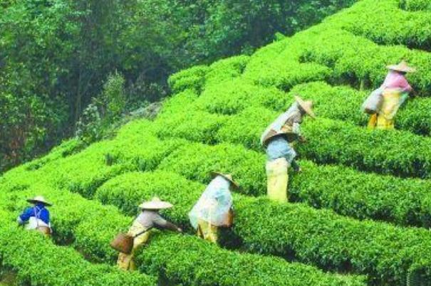 喝茶葉茶有助于減肥嗎 喝茶減肥誤區