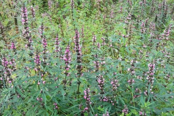 益母草可以治痛經嗎 益母草可以調理月經量少嗎
