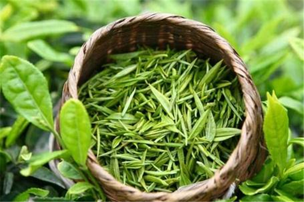 綠茶的品種有哪些 綠茶什么季節喝好