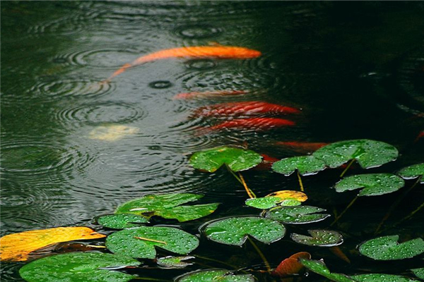 梅雨季節(jié)家里潮濕是開(kāi)窗還是關(guān)窗 梅雨季節(jié)要注意什么