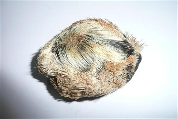 麝香是天然的嗎 天然麝香和人工麝香的區別