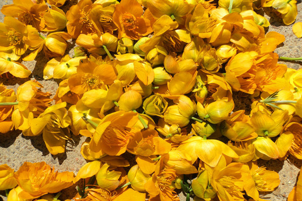 金蓮花可以泡水喝嗎 金蓮花可以長(zhǎng)期泡水喝嗎
