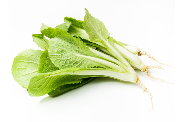 小白菜是什么季節的蔬菜 小白菜是涼性還是熱性