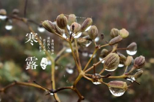 寒露的節氣的含義是什么意思 寒露的來歷和風俗
