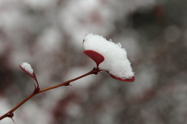 小雪是第幾個節氣 小雪節氣有什么禁忌