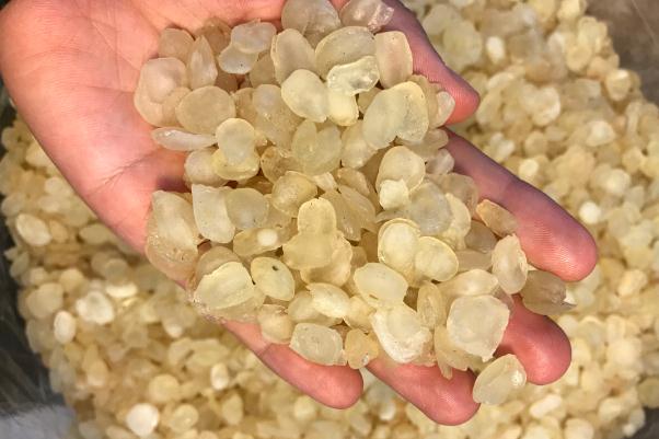 皂角米有什么功效與作用 皂角米的營養價值