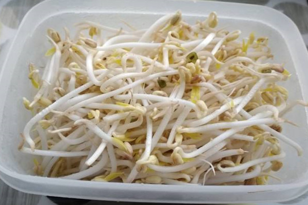 綠豆芽有點發紅能吃嗎 綠豆芽隔夜可以吃嗎