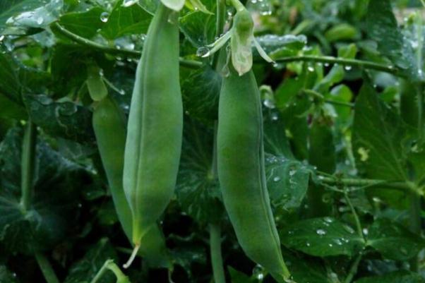 豌豆發芽了還可以吃嗎 豌豆是毛豆嗎